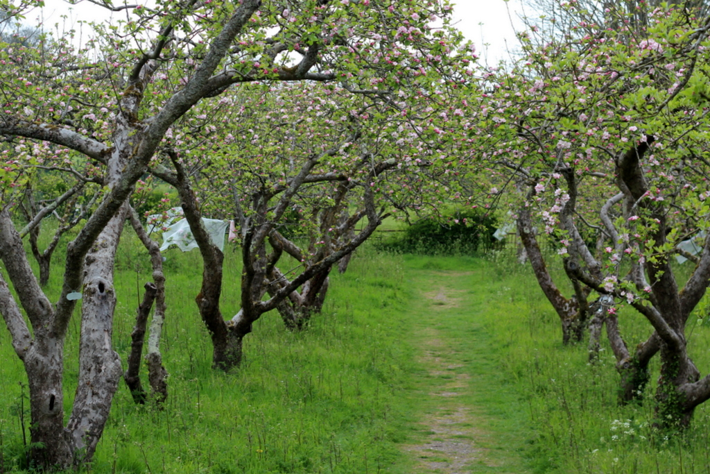Stanmer Orchard | Brighton Permaculture Trust blossom tour | Nature photographer Lyndsey Haskell