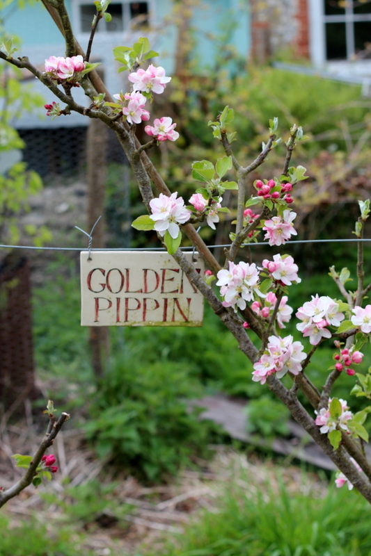 Stanmer Orchard | Brighton Permaculture Trust blossom tour | Nature photographer Lyndsey Haskell